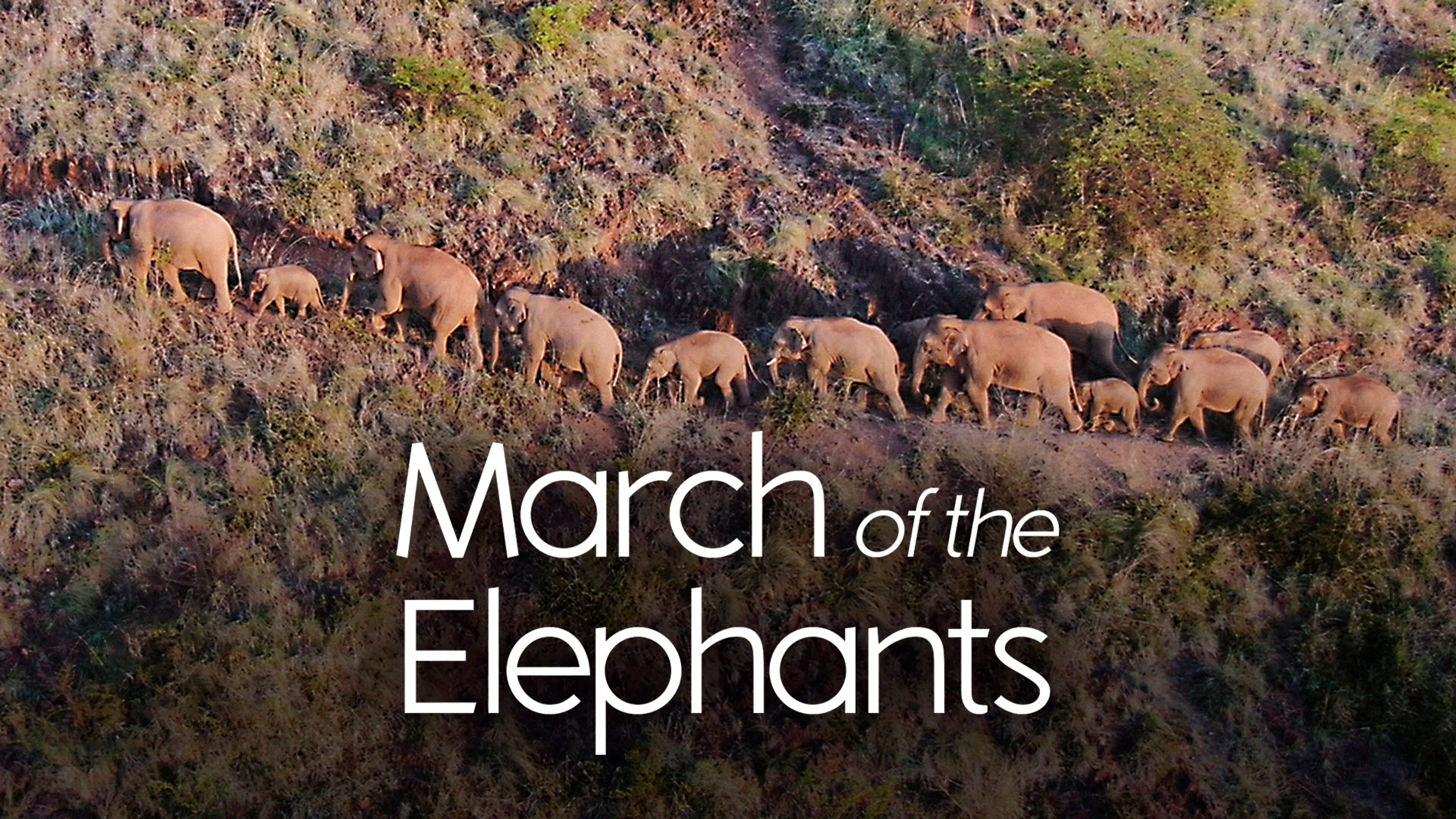 March of the Elephants poster